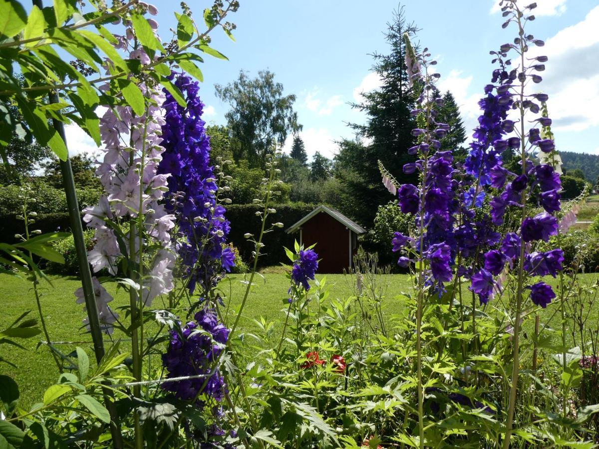 Ferienwohnung Mattenweg 1A Hinterzarten Zewnętrze zdjęcie